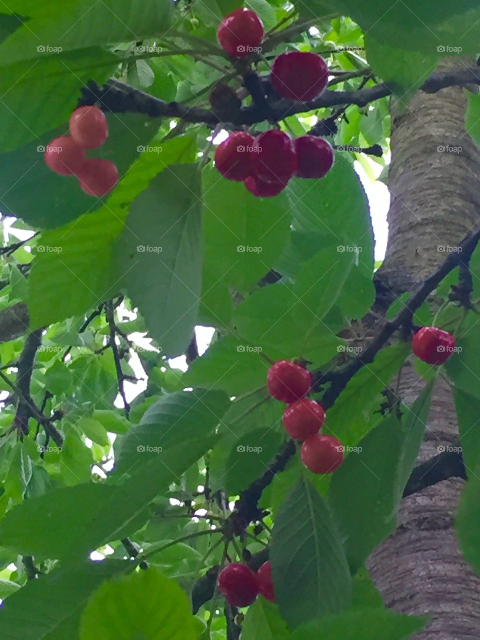 Cherries in a tree