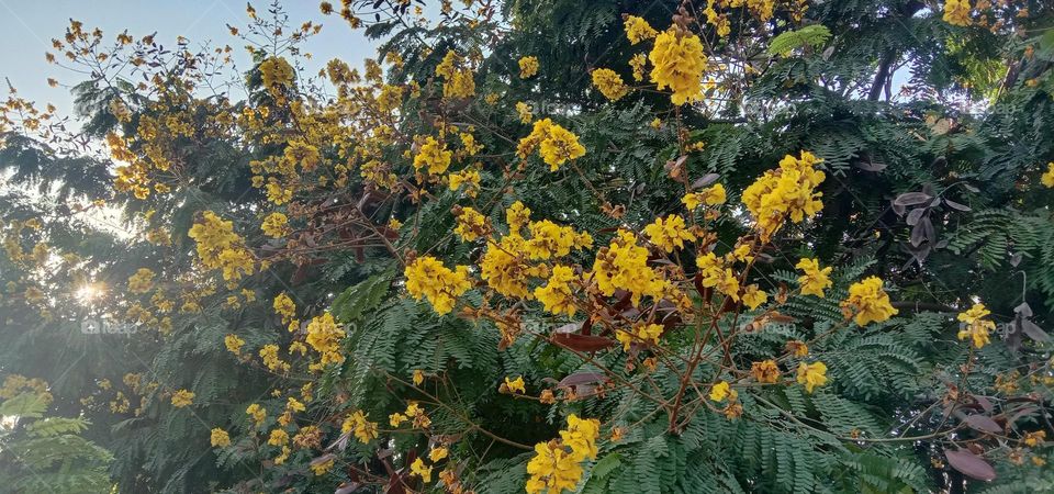 yellow colour flowers