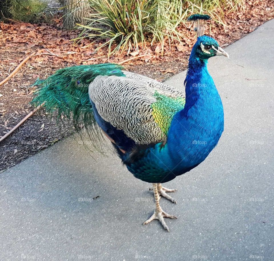 tazzy peacock