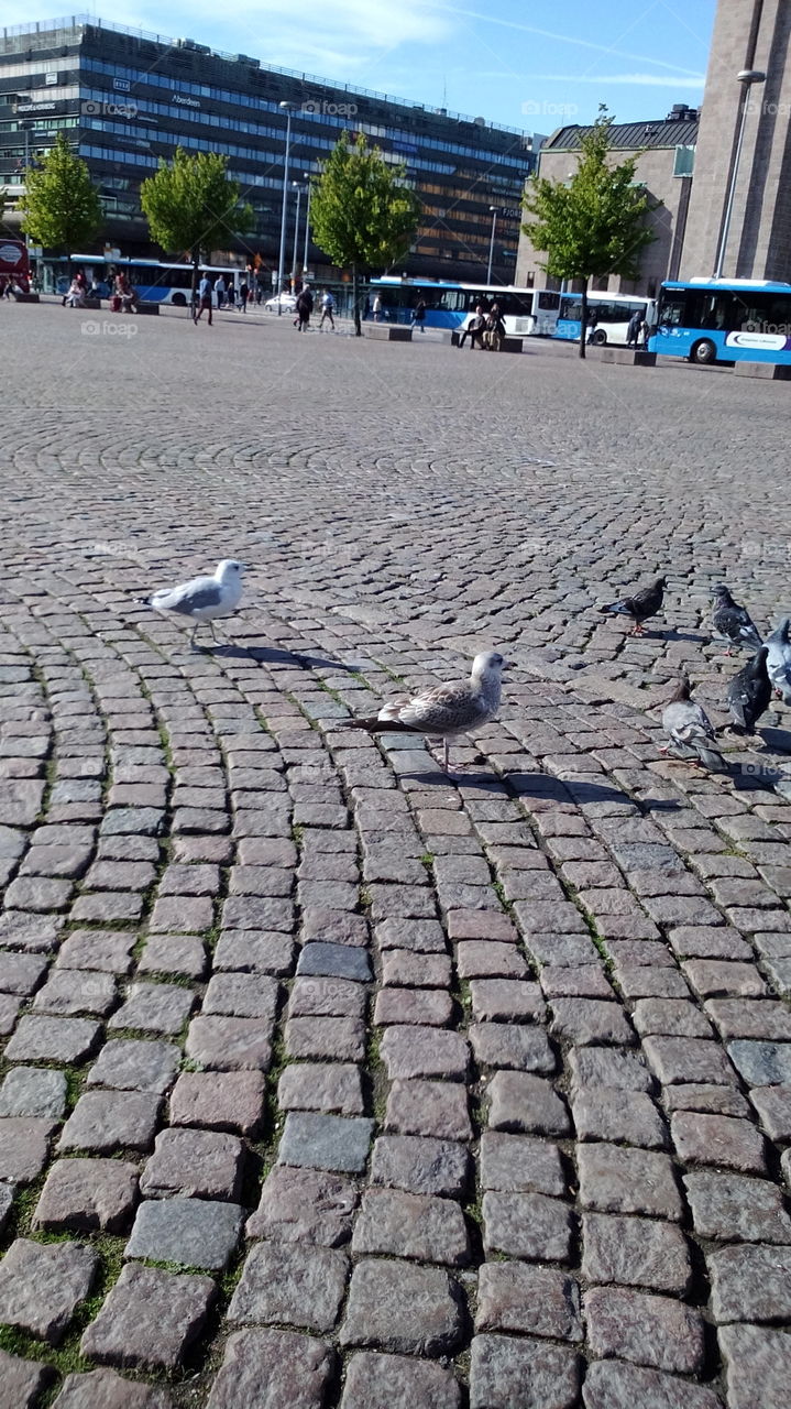 Finnish seagulls