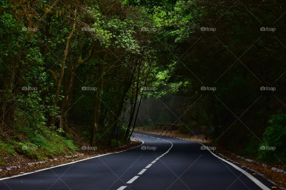 foggy forest road on la gomera canary island in Spain - garajonay national park road trip