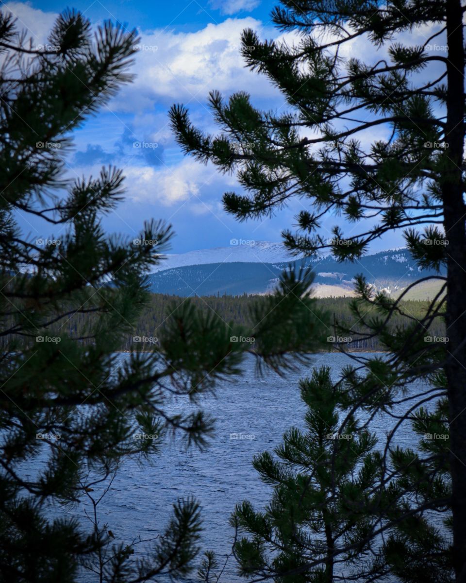 Peek at the mountains through the trees.