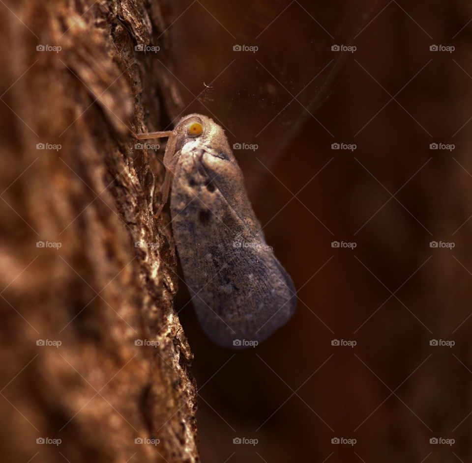 Flatid planthopper,Metcalfa pruinosa resting on the bark of a tree.