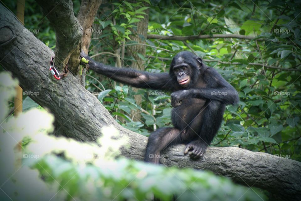 Chimpanzee In Deep Thought