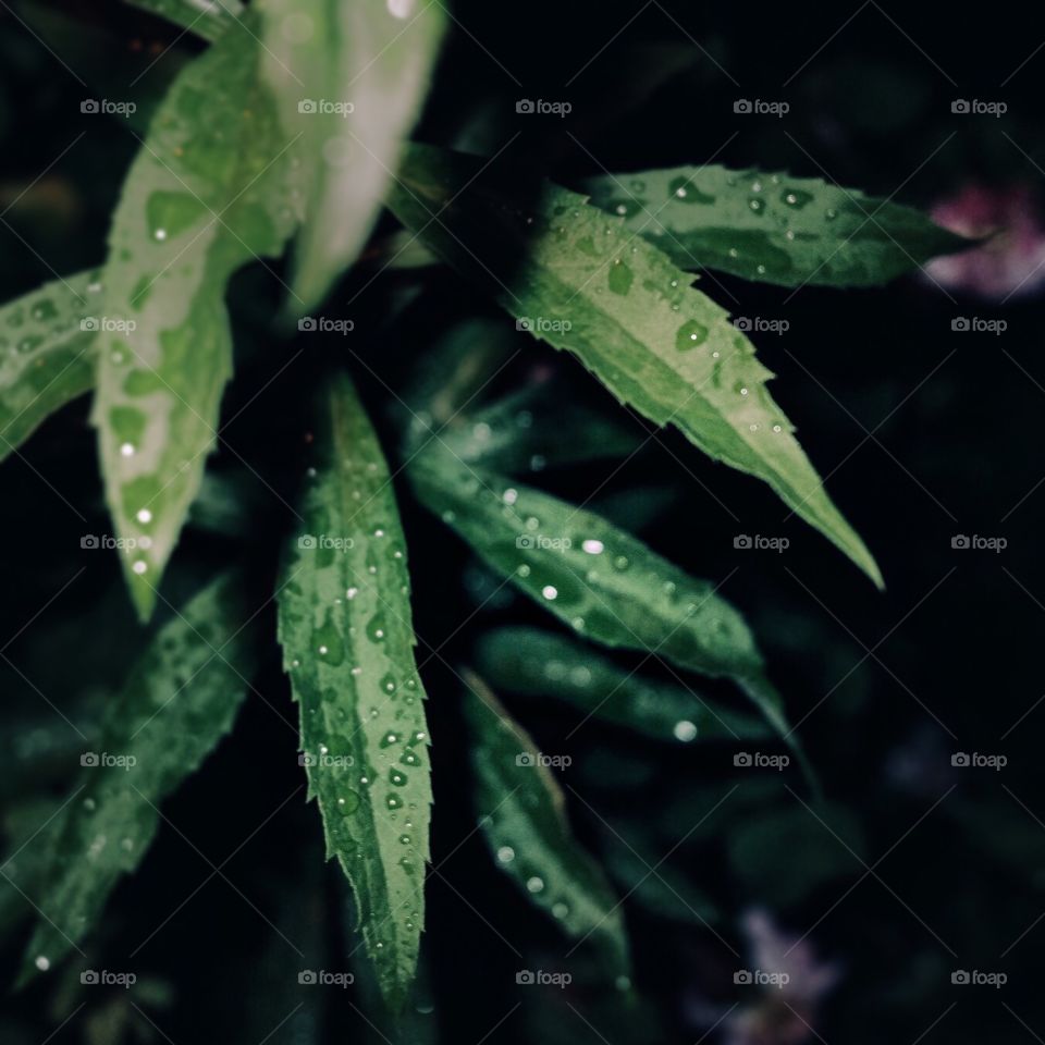 Leaves after rain with precious little rain drops