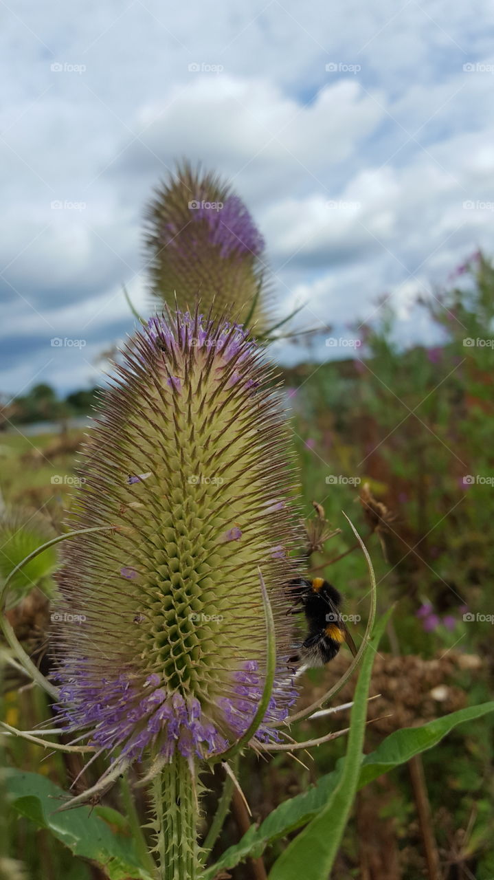 spiked plant