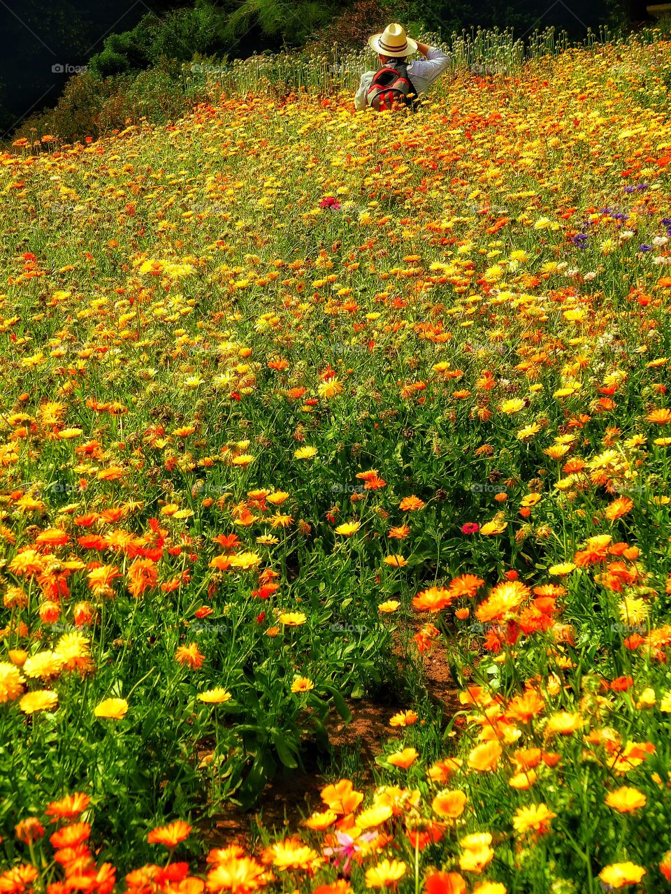 Flowers . Garden