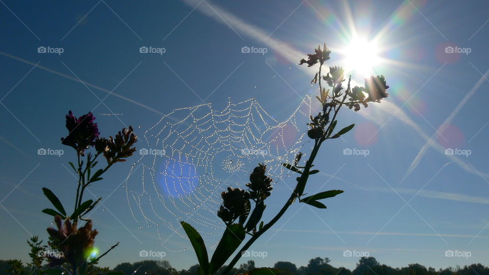 Sonne hinterm Spinnennetz