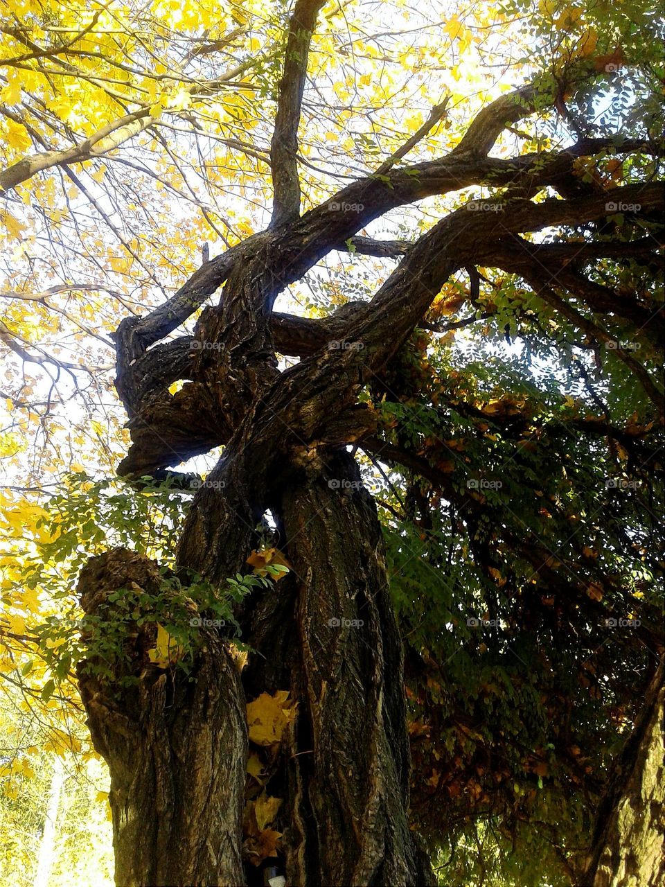 Enchanted Lens: Exploring the Magic Forest