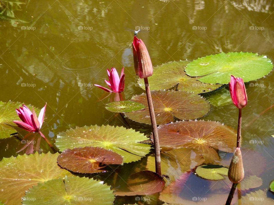Water lilies and Dragonfly