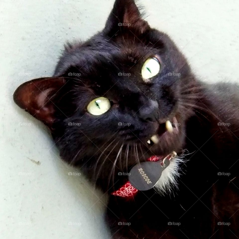 Roscoe the cat looking evil in the middle of a yawn