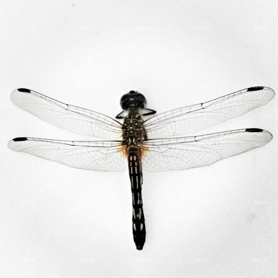 dragonfly
