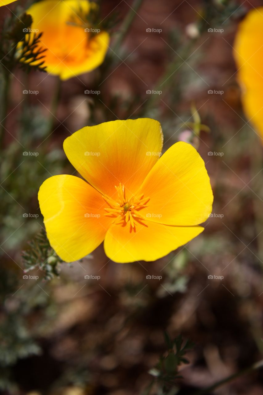 Closeup of a California poppy flower; orange color center and yellow outer edges; visible yellow stamen 