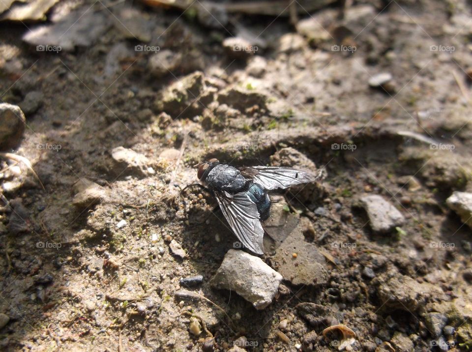 See the wonder of the fly by enlarging the image