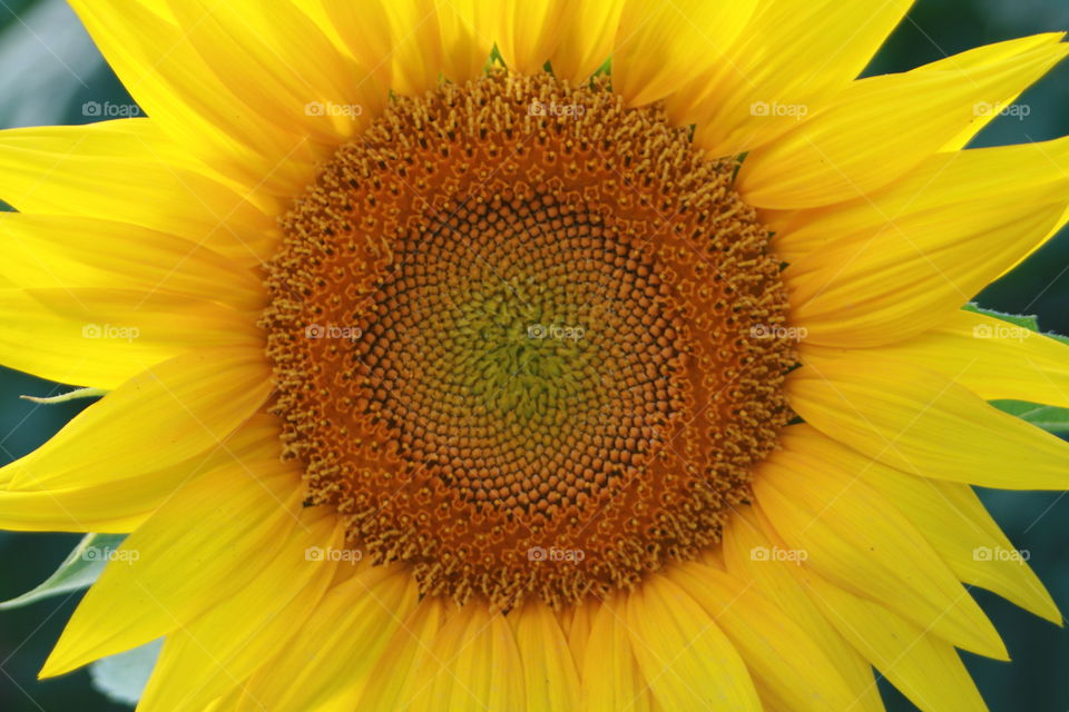 Sunflower 