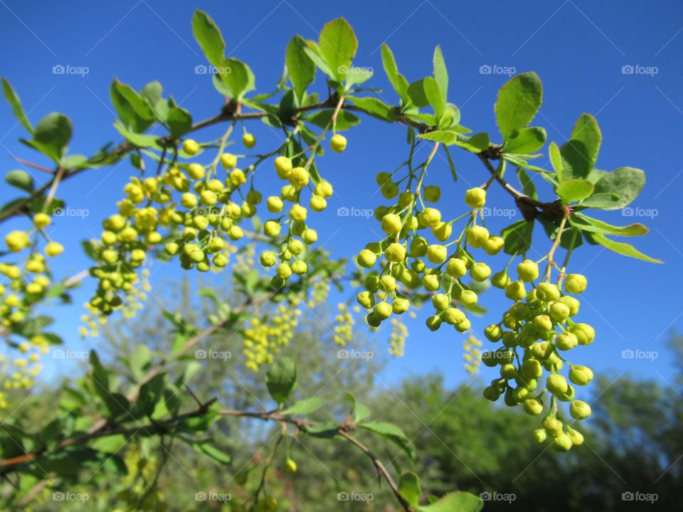 barberry is gaining color, there will be delicious berries, I will use them for cooking