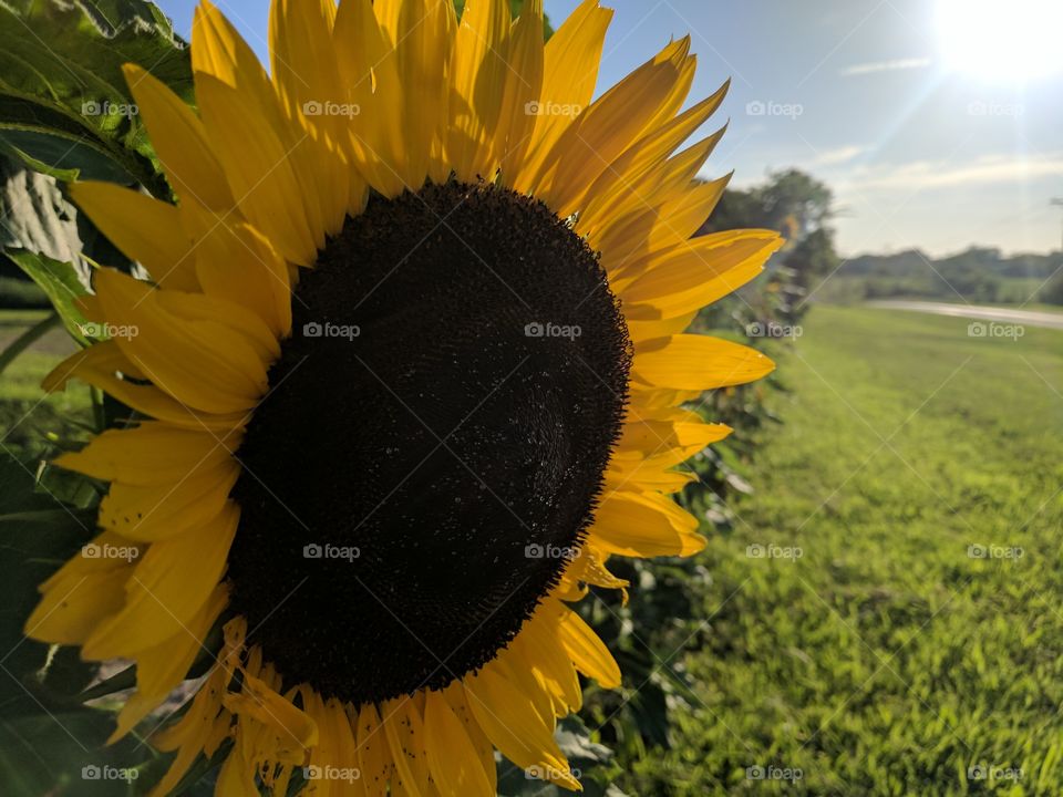 Happy Sunflowers