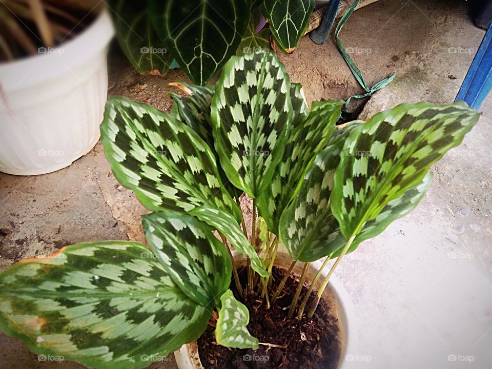 Flower pattern leaves