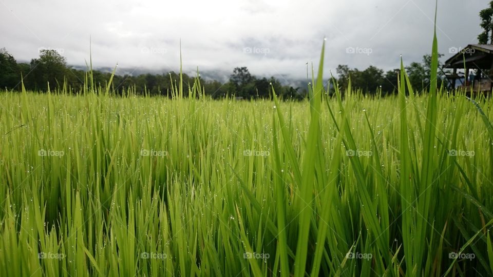 drop on Green rice. drop on Green rice, paddy field somewhere in Thailand,  good morning