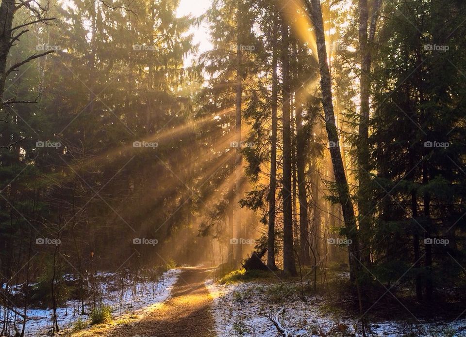 Sunrays through the forest