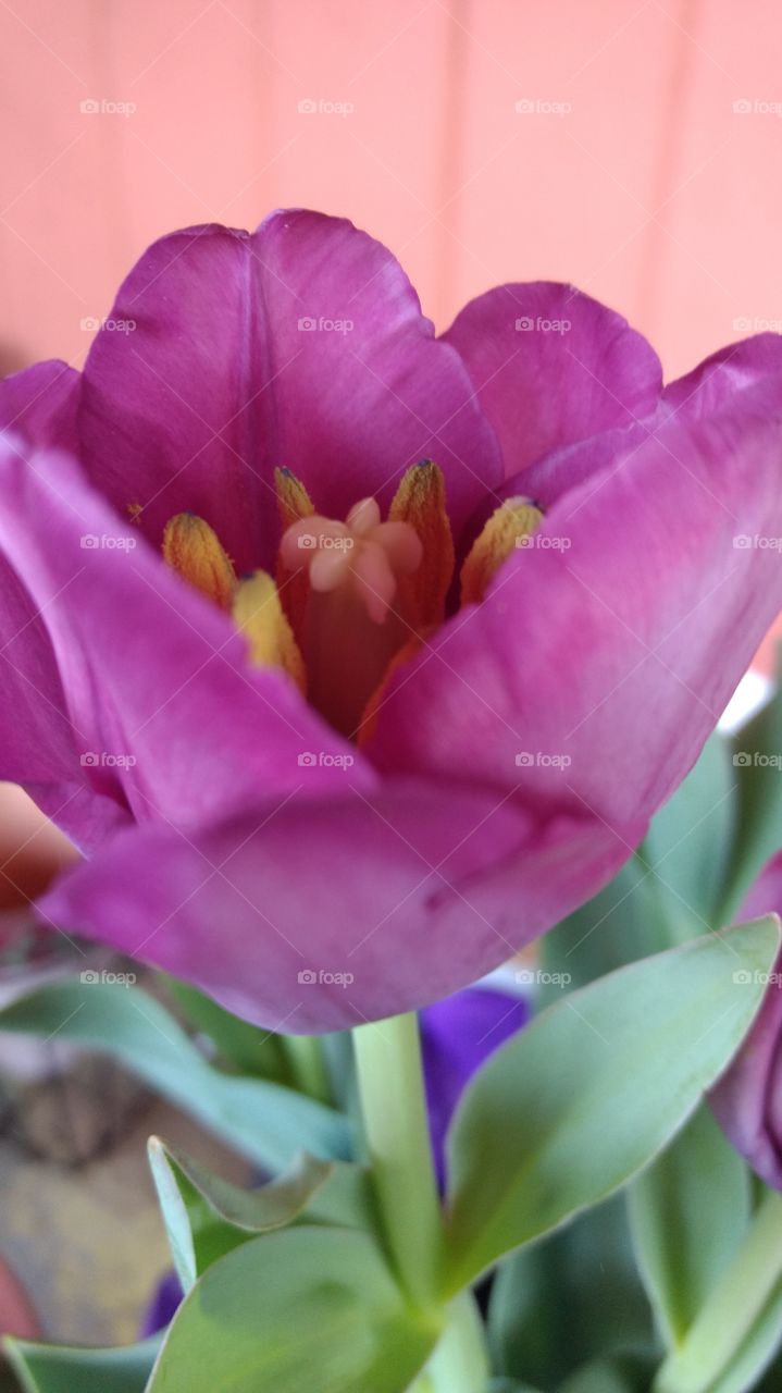 beautiful macro shots 🌷 tulip