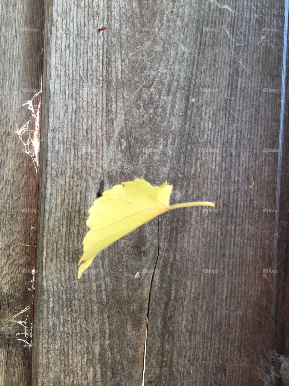 Falling leaf 