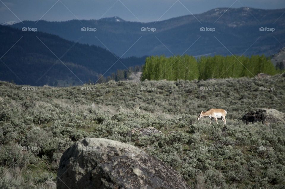 A pronghorn antelope grazes as it makes its way past an aspen grove