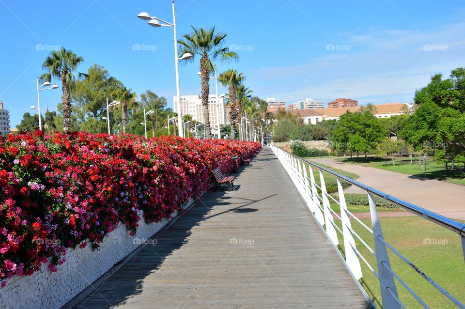 Flowering plant on wooden walkway