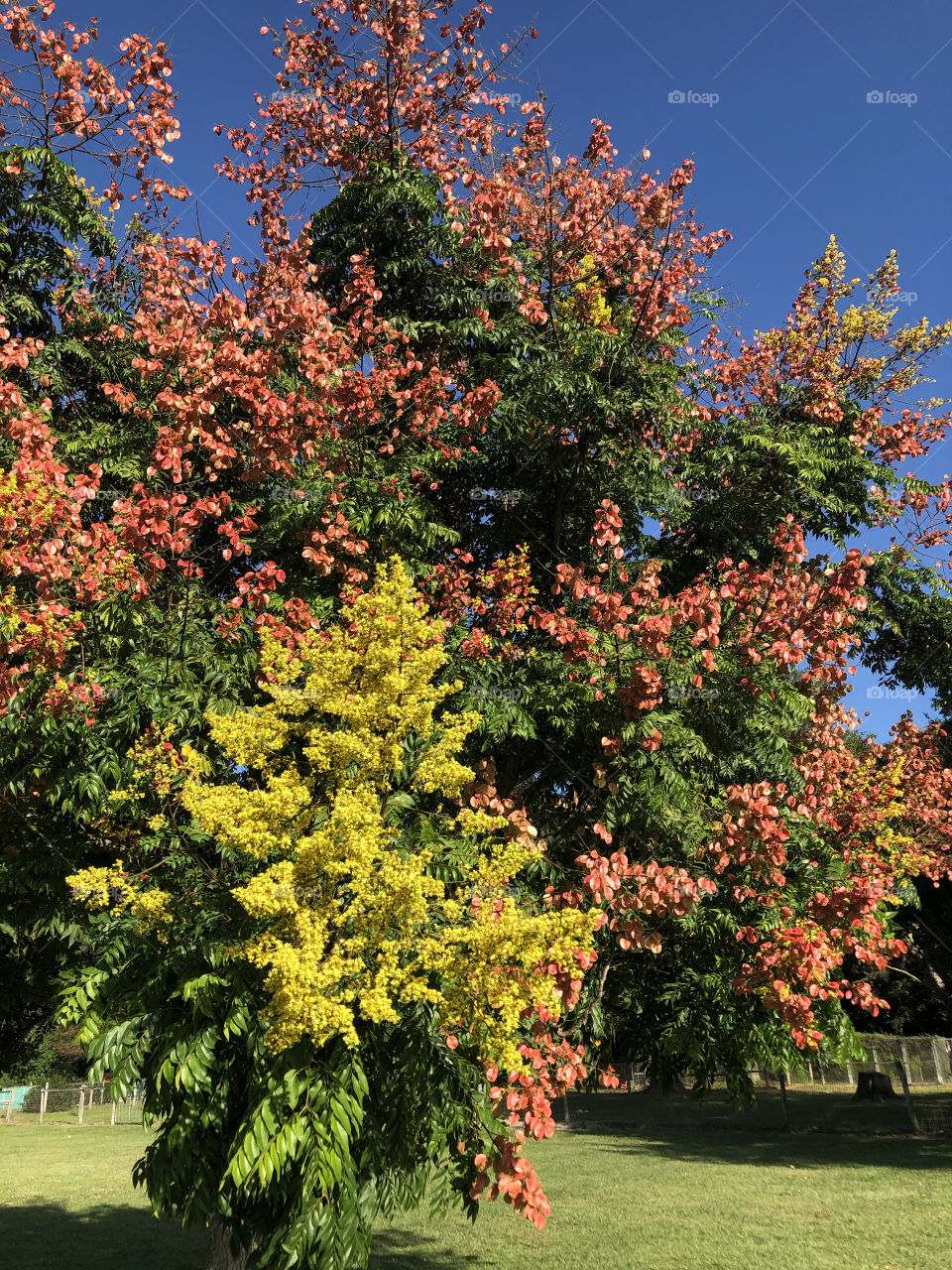 Colorful Golden Rain Tree