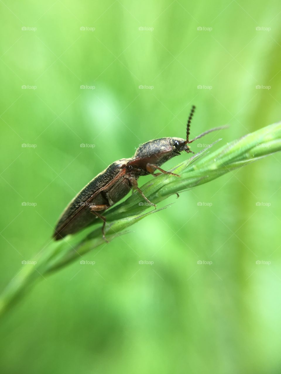 Bug on blade of grass