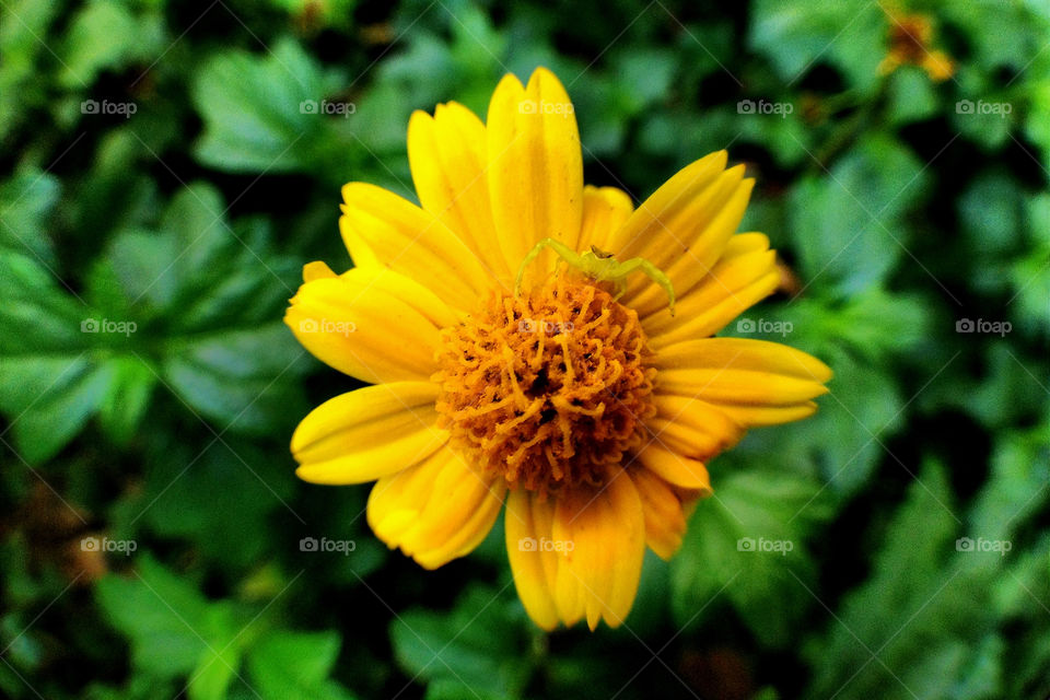 yellow flower macro insect by yahavesh