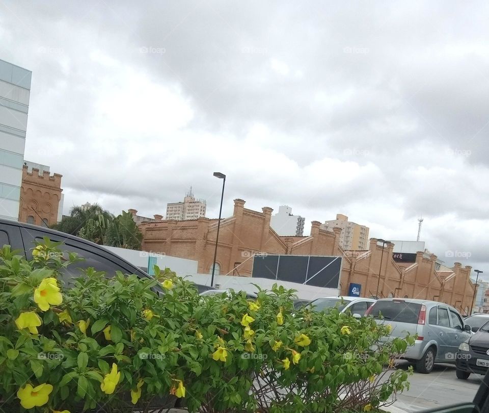 Editors'Choice the week Flores amarelas numa tarde de Céu bordado com nuvens lindíssimas