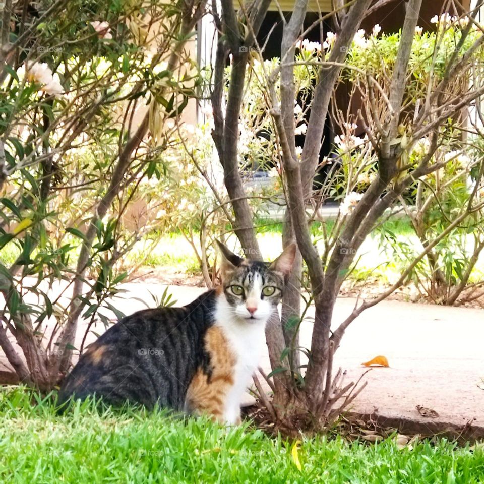 Beautiful cat looking at camera.