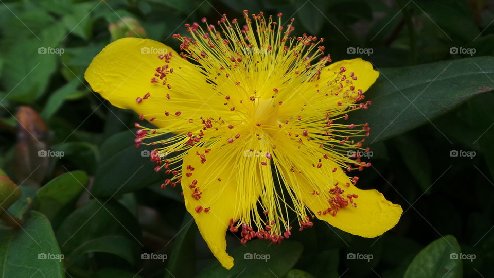 British ,macro, yellow, flower, with ,red