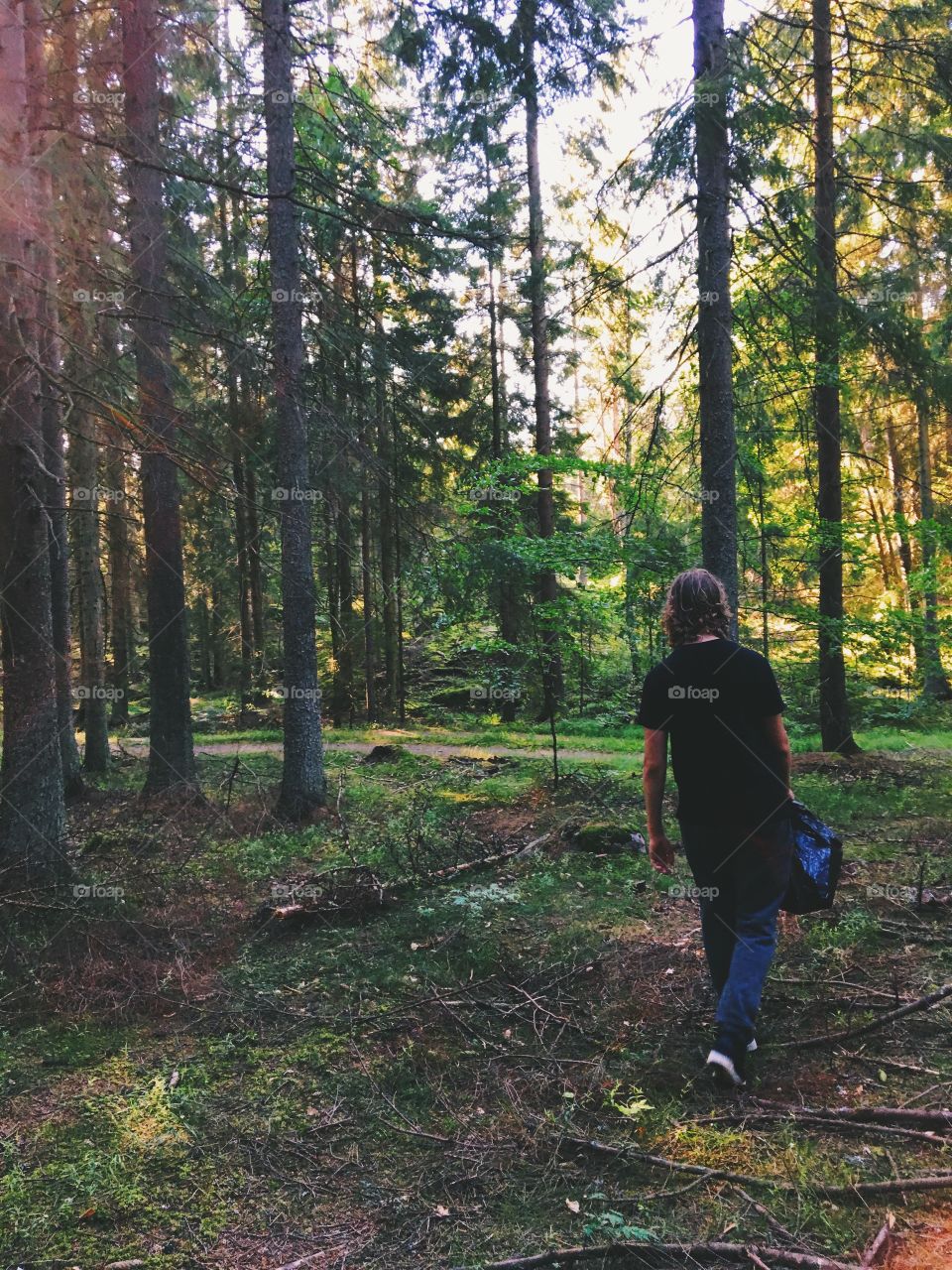 Swedish forest 