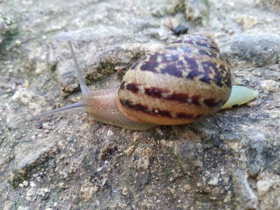 Snail