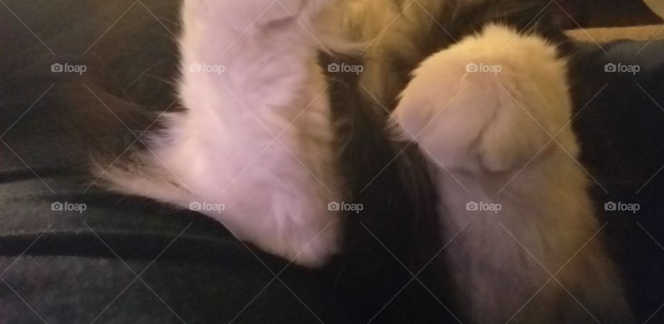 large white cat paws