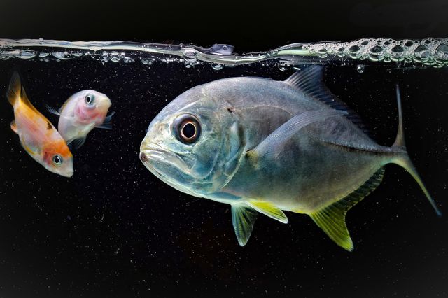 dinner time for yellow fin giant trevally
