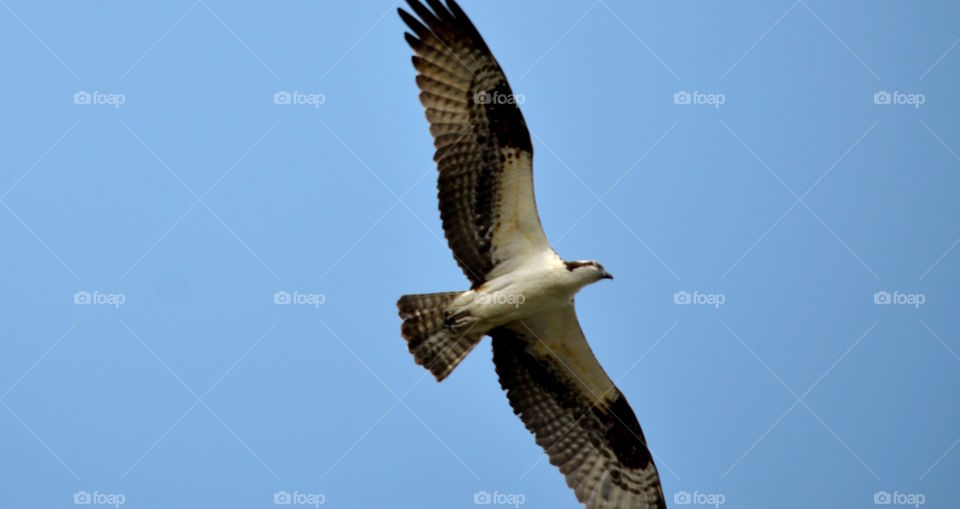 Hawk overhead