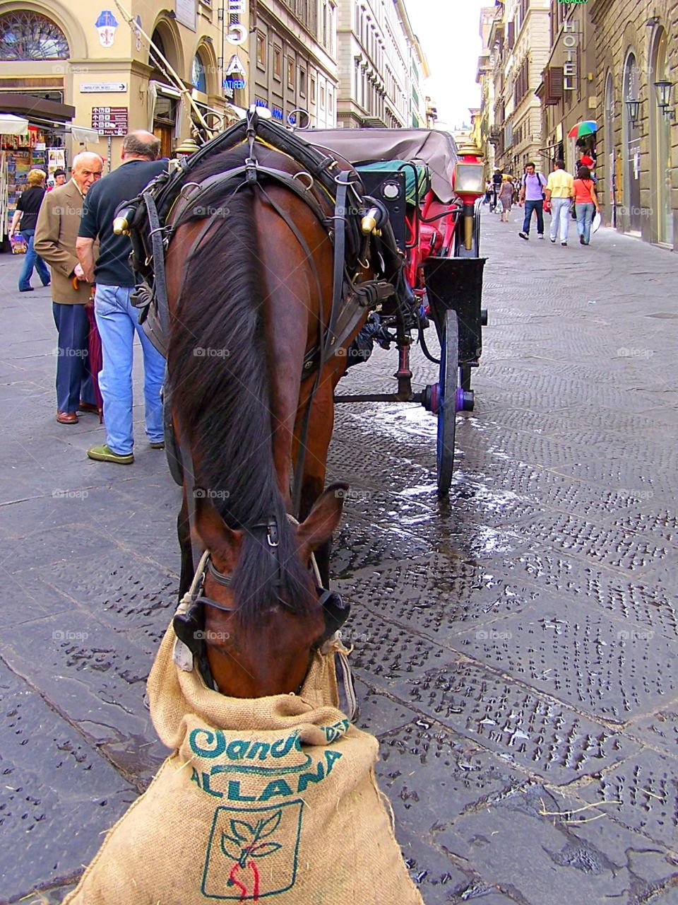 Horse feeding from a bag on a break in The streets of Siena Italy