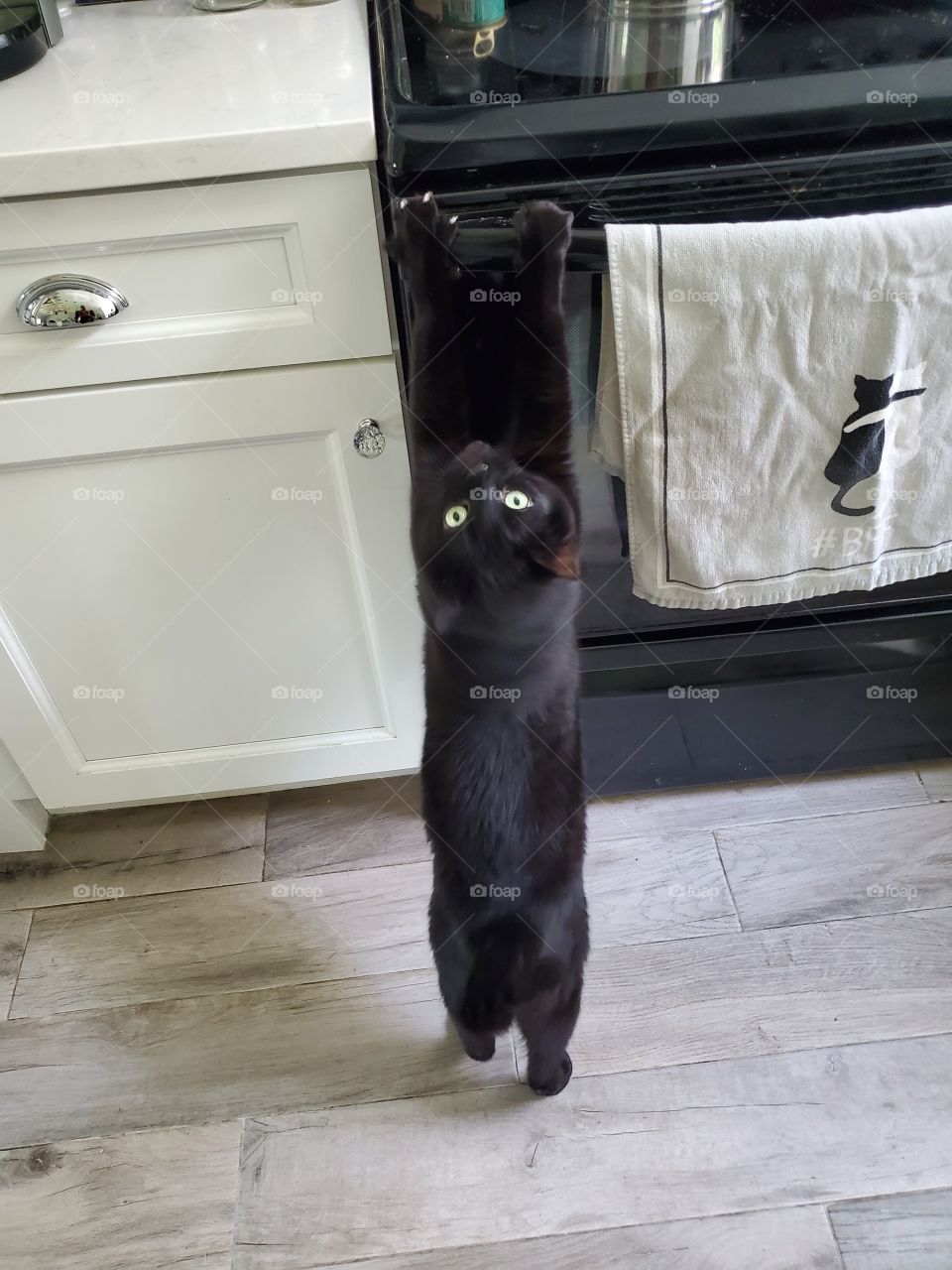 Black cat stretching