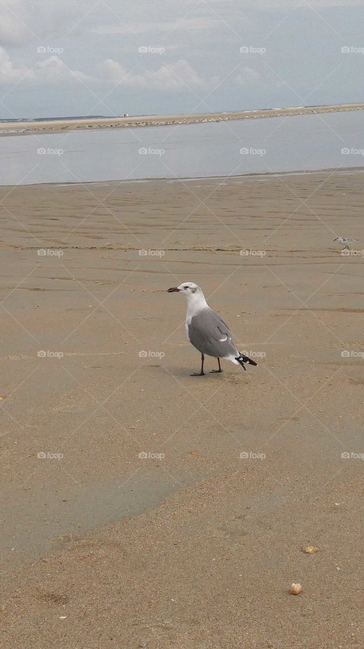 Seagull