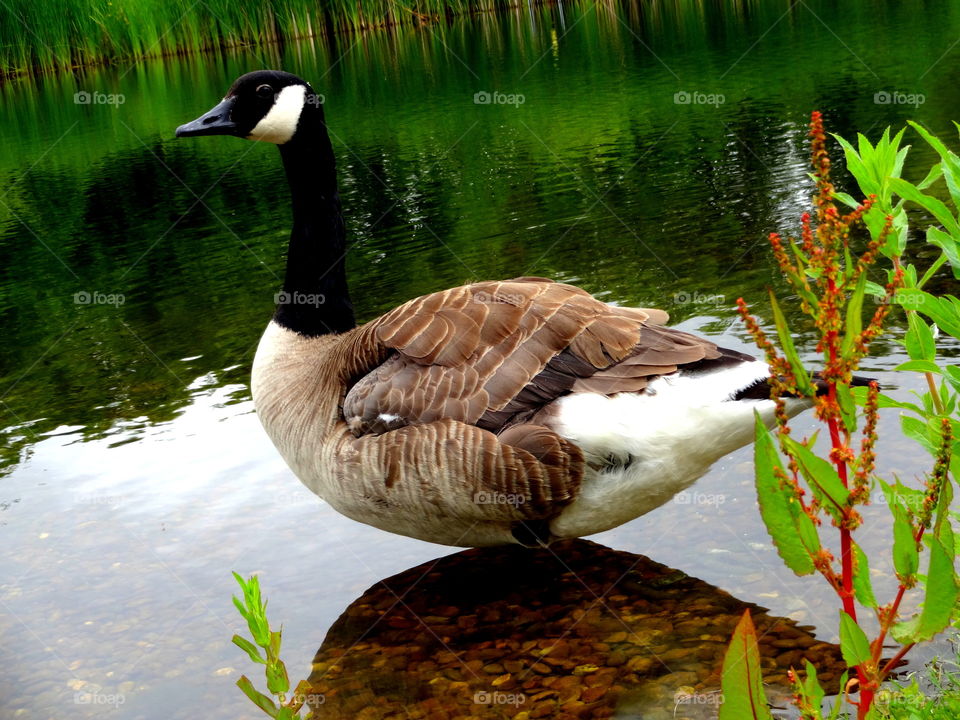 portrait of  surprised goose. surprised goose on the Jubilee Campus , University of Nottingham in Great Britain