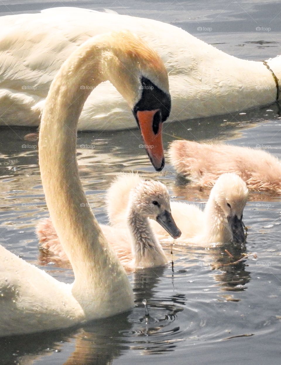 Swans lake ontario