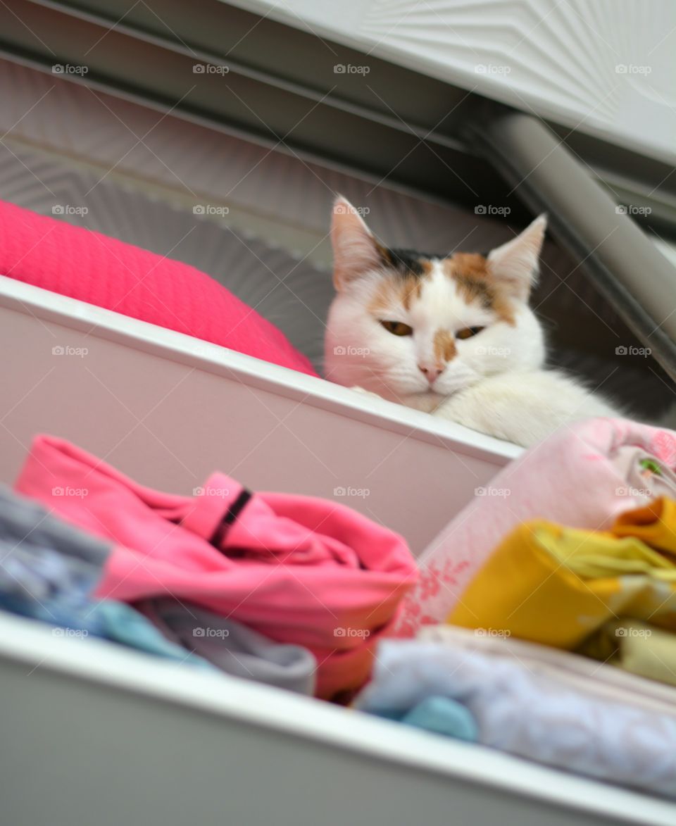 Cat, Portrait, Indoors, Family, Sleep