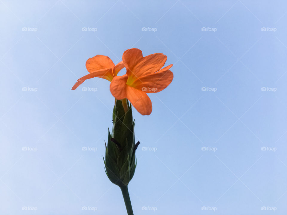 Crossandra infundibuliformis, the firecracker flower, is a species of flowering plant in the family Acanthaceae, native to southern India and Sri Lanka. It is most often found in south Indian region Malenadu