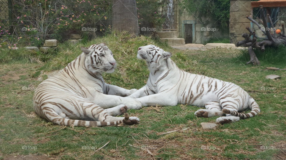 White Tiger couple