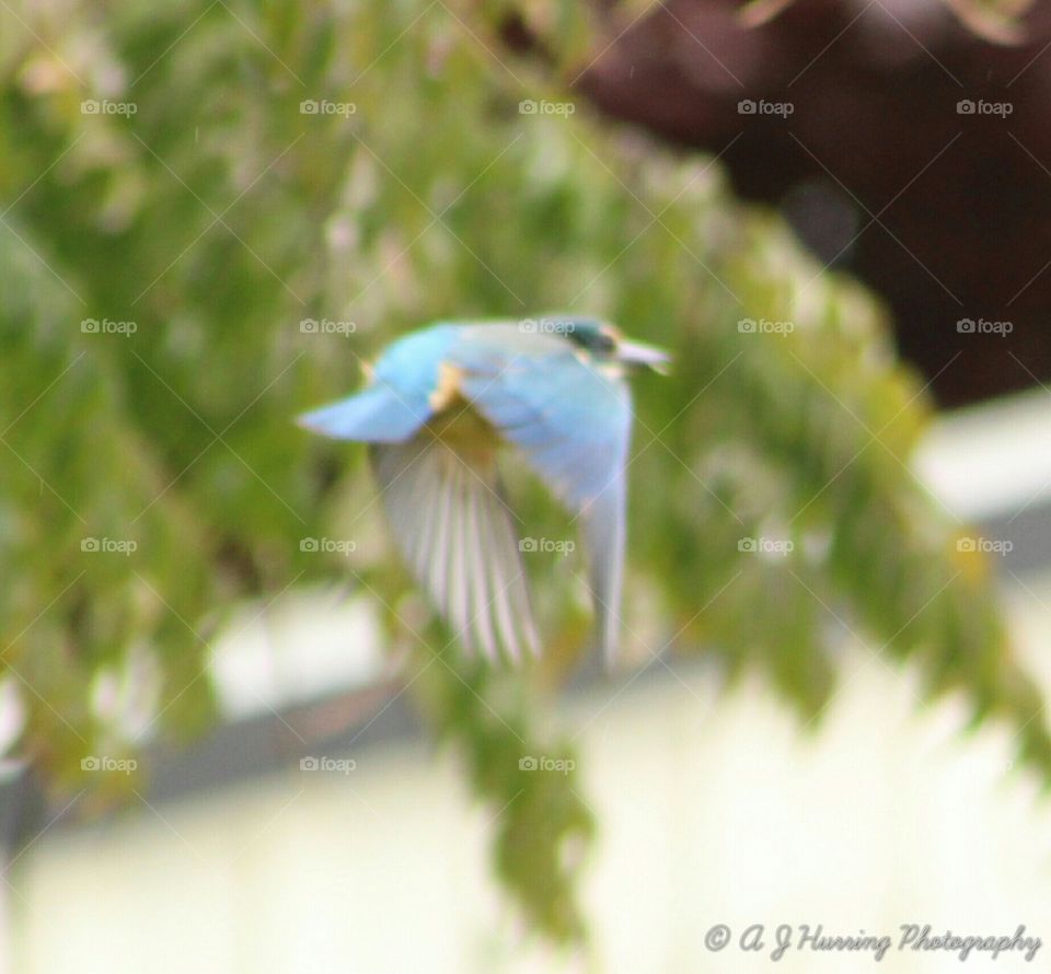 kingfisher in flight