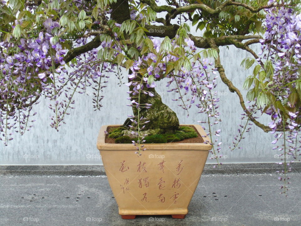 bonsai tree 