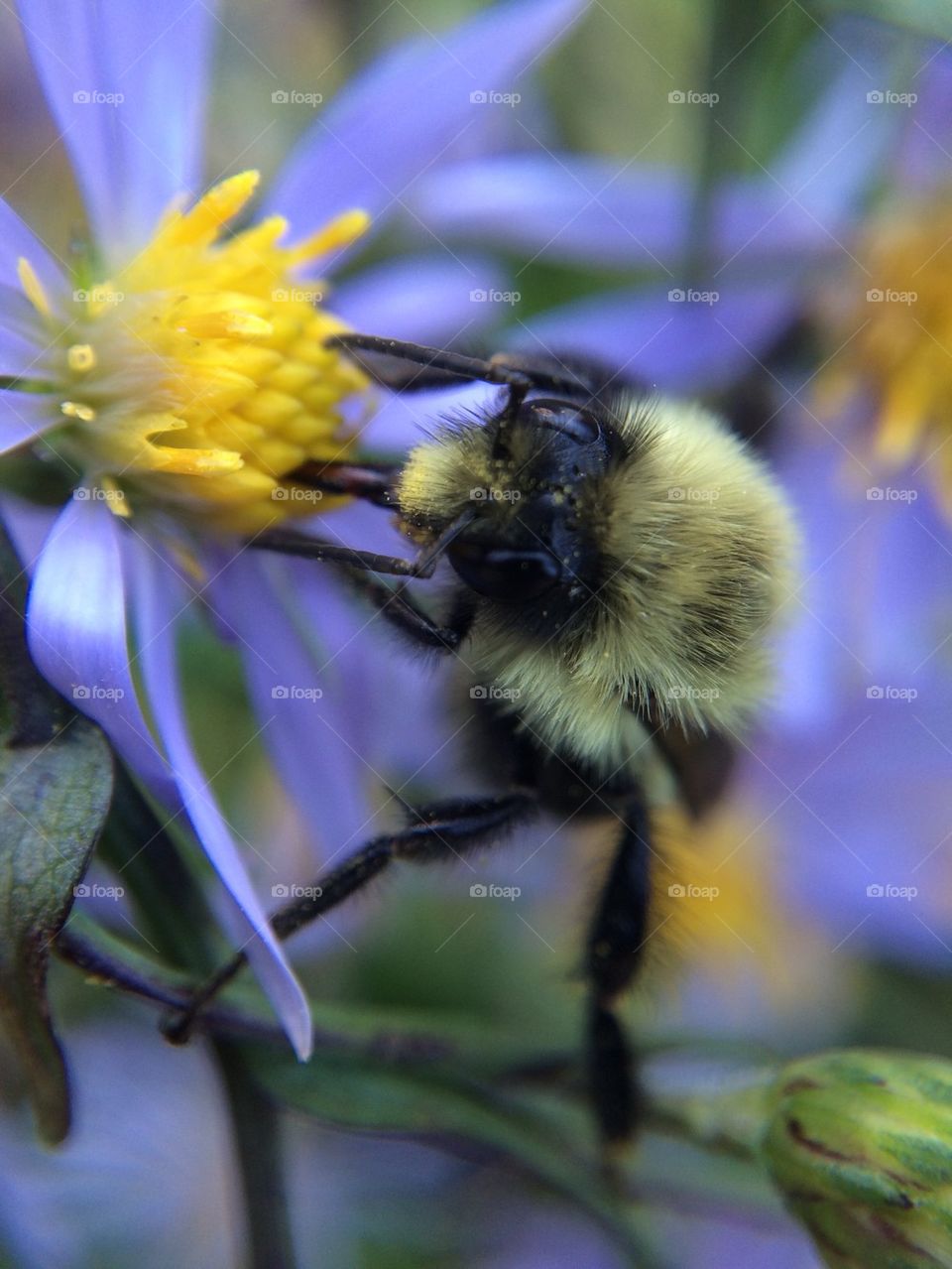 Bee tongue